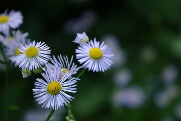 Obraz premium 道端に咲く