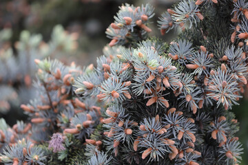 Close Up Of A Blue Spruce (Picea Pungens) Branch With Silvery-Blue Needles And Numerous Small Male...