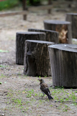 A Fieldfare (Turdus Pilaris) Bird Standing On The Ground In Front Of A Row Of Wooden Stumps. Vertical Urban Or Park Wildlife Scene.