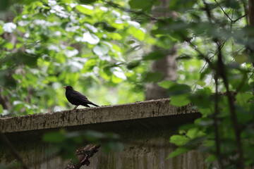 A Male Common Blackbird (Turdus Merula) With A Yellow Beak, Perched On A Concrete Ledge, Framed By Green Forest Leaves.