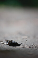 Side View Of A Brown Slug Crawling On A Path, Leaving A Slime Trail. Minimalist Vertical Macro Shot With Copy Space.