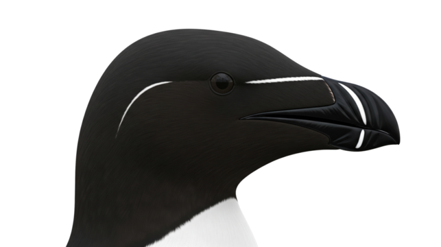 Closeup profile of a black and white Razorbill seabirds head