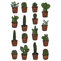 cactus in pots