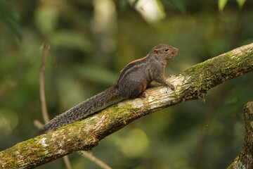 Layard's Palm Squirrel, Sri Lanka 