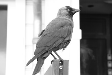 Foto de una ave de perfil en blanco y negro