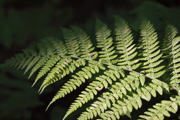 A Single Green Fern Frond, Beautifully Illuminated By Sunlight, Against A Dark, Shady Forest Background. Nature With Copy Space.