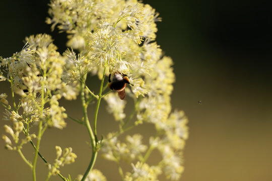 A Bumblebee (Bombus) Collecting Nectar And Pollinating Small White Fluffy Flowers Of Meadowsweet (Filipendula). Macro Insect Scene. - Powered by Adobe