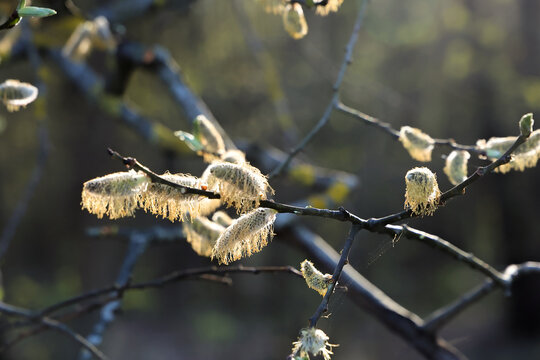 Close Up Of Pussy Willow (Salix) Catkins Blooming On Branches, Backlit By The Warm Evening Sun. Spring Awakening And Easter Symbol.