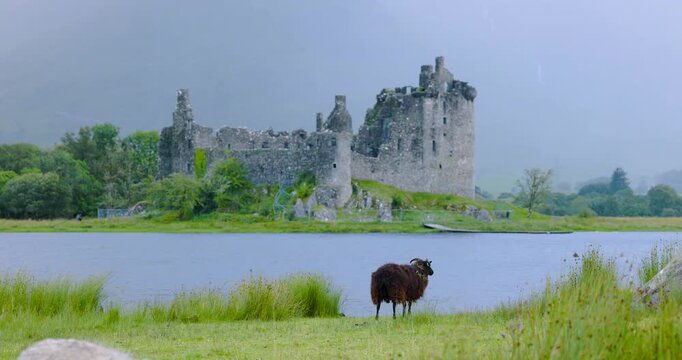Schwarzes Schaf vor Kilchurn Castle in Schottland, mystische Stimmung durch wolkenverhangene H&uuml;gel im Hintergrund