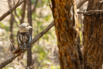 A blue-winged kookaburras (Dacelo leachii) sitting on a branch. Northern Territory, Australia.