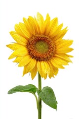 Close-up of a bright yellow sunflower with water droplets