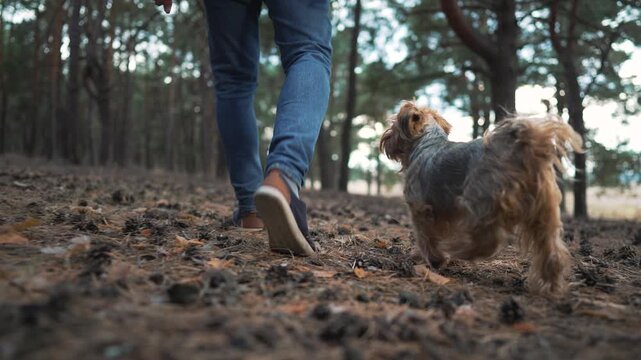 Walking with dog through pine forest path, man in jeans steps over leaf covered trail while small pet dog explores under tree canopy, autumn ground littered with cone and pine needle detail texture
