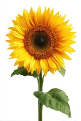 Fototapeta premium Single sunflower against white background