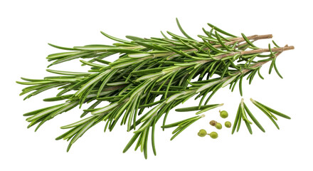 Isolated Rosemary