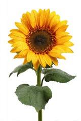 Obraz premium Single sunflower with dew drops, vibrant yellow petals, dark brown center, and green leaves, isolated on white background
