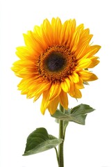 Obraz premium Bright yellow sunflower, vibrant petals, dark center
