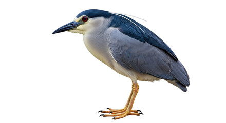 Isolated Black-Crowned Night Heron