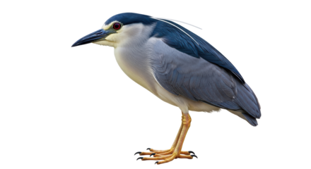 Isolated Black-Crowned Night Heron
