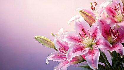 Fototapeta premium Pink lilies, close-up, soft lighting, gradient background