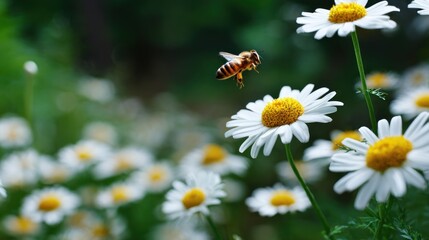 Fototapeta premium Bee flying over daisies