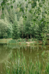 Serene Lakeside Scene with Lush Greenery and Forest Backdrop 