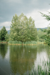 Serene Lakeside Scene with Lush Greenery and Forest Backdrop 