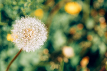 closeup of white dandelion seed head in soft focus against vibrant blurred green and yellow floral...