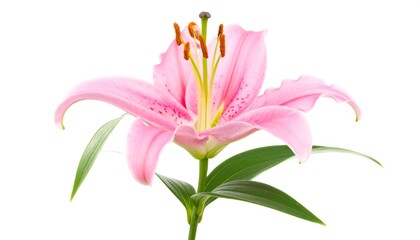 Fototapeta premium Pink lily flower, in full bloom, isolated on white background