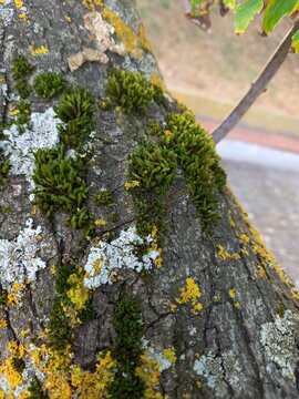muschi e licheni su tronco di albero