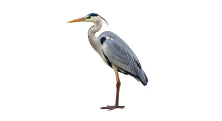 Isolated Great Blue Heron Standing
