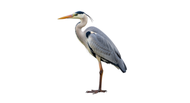 Isolated Great Blue Heron Standing