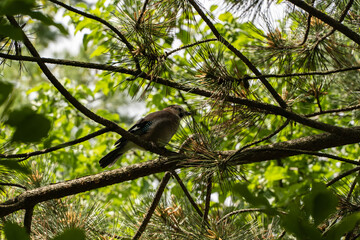 Young chick of Caucasian Jay (Garrulus glandarius krynicki) gracefully sits on branch of Pinus strobus pine tree, surrounded by lush green needles.