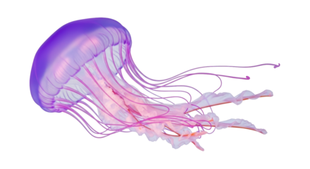 Isolated Jellyfish