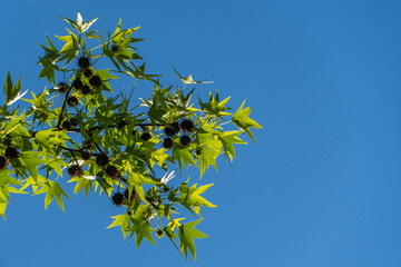 Close-up of tree branch Liquidambar styraciflua or American sweetgum with bright green leaves and spiky seed pods against backdrop of clear blue sky. Nature concept for design