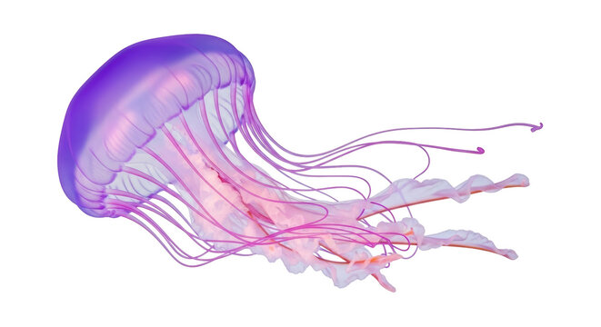 Isolated Jellyfish