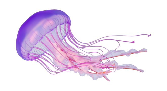 Isolated Jellyfish