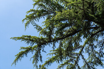 Lush green Himalayan Cedar, Cedrus Deodara (Deodar Cedar, Himalayan Cedar) against clear blue sky, showcasing beauty of nature on bright, sunny day. Cedar grows in park in Adler