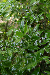 Obraz premium Dense cluster of vibrant green leaves on shrub Mahonia aquifolium or Oregon grape with a glossy texture and slightly serrated edges, thriving in lush, natural setting. Nature concept for design.