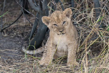 In the heart of Khwai, Botswana, a lion cub plays gently with its mother in 2025 – a touching moment of affection, playfulness, and the wild bonds of Africa - Animal of africa
