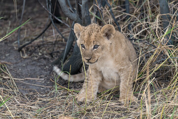 In the heart of Khwai, Botswana, a lion cub plays gently with its mother in 2025 – a touching moment of affection, playfulness, and the wild bonds of Africa - Animal of africa