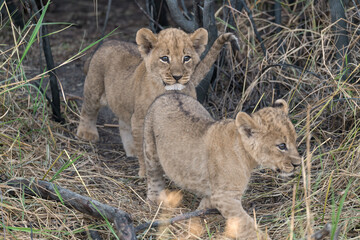 In the heart of Khwai, Botswana, a lion cub plays gently with its mother in 2025 – a touching moment of affection, playfulness, and the wild bonds of Africa - Animal of africa