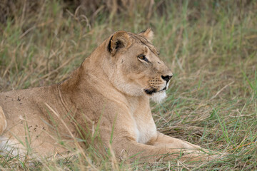 In the heart of Khwai, Botswana, a lion cub plays gently with its mother in 2025 – a touching moment of affection, playfulness, and the wild bonds of Africa - Animal of africa