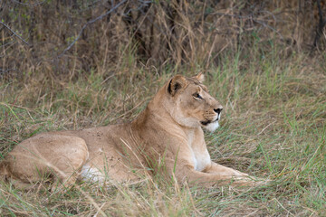 In the heart of Khwai, Botswana, a lion cub plays gently with its mother in 2025 – a touching moment of affection, playfulness, and the wild bonds of Africa - Animal of africa