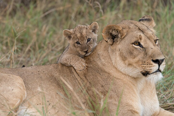 In the heart of Khwai, Botswana, a lion cub plays gently with its mother in 2025 – a touching moment of affection, playfulness, and the wild bonds of Africa - Animal of africa