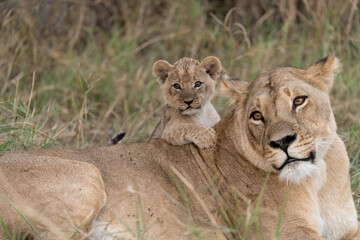 In the heart of Khwai, Botswana, a lion cub plays gently with its mother in 2025 – a touching moment of affection, playfulness, and the wild bonds of Africa - Animal of africa