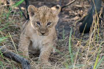 In the heart of Khwai, Botswana, a lion cub plays gently with its mother in 2025 – a touching moment of affection, playfulness, and the wild bonds of Africa - Animal of africa
