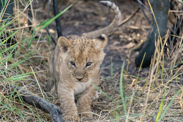 In the heart of Khwai, Botswana, a lion cub plays gently with its mother in 2025 – a touching moment of affection, playfulness, and the wild bonds of Africa - Animal of africa