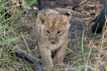 In the heart of Khwai, Botswana, a lion cub plays gently with its mother in 2025 – a touching moment of affection, playfulness, and the wild bonds of Africa - Animal of africa