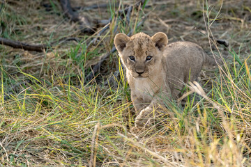 In the heart of Khwai, Botswana, a lion cub plays gently with its mother in 2025 – a touching moment of affection, playfulness, and the wild bonds of Africa - Animal of africa