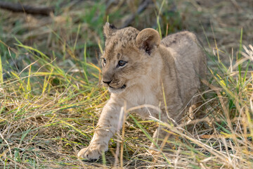 In the heart of Khwai, Botswana, a lion cub plays gently with its mother in 2025 – a touching moment of affection, playfulness, and the wild bonds of Africa - Animal of africa
